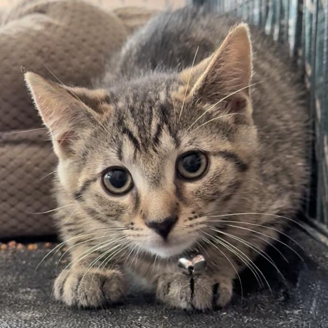 Enlarge Tessa, a Adoptable mixed breed in Harrisburg, PA image 5/6