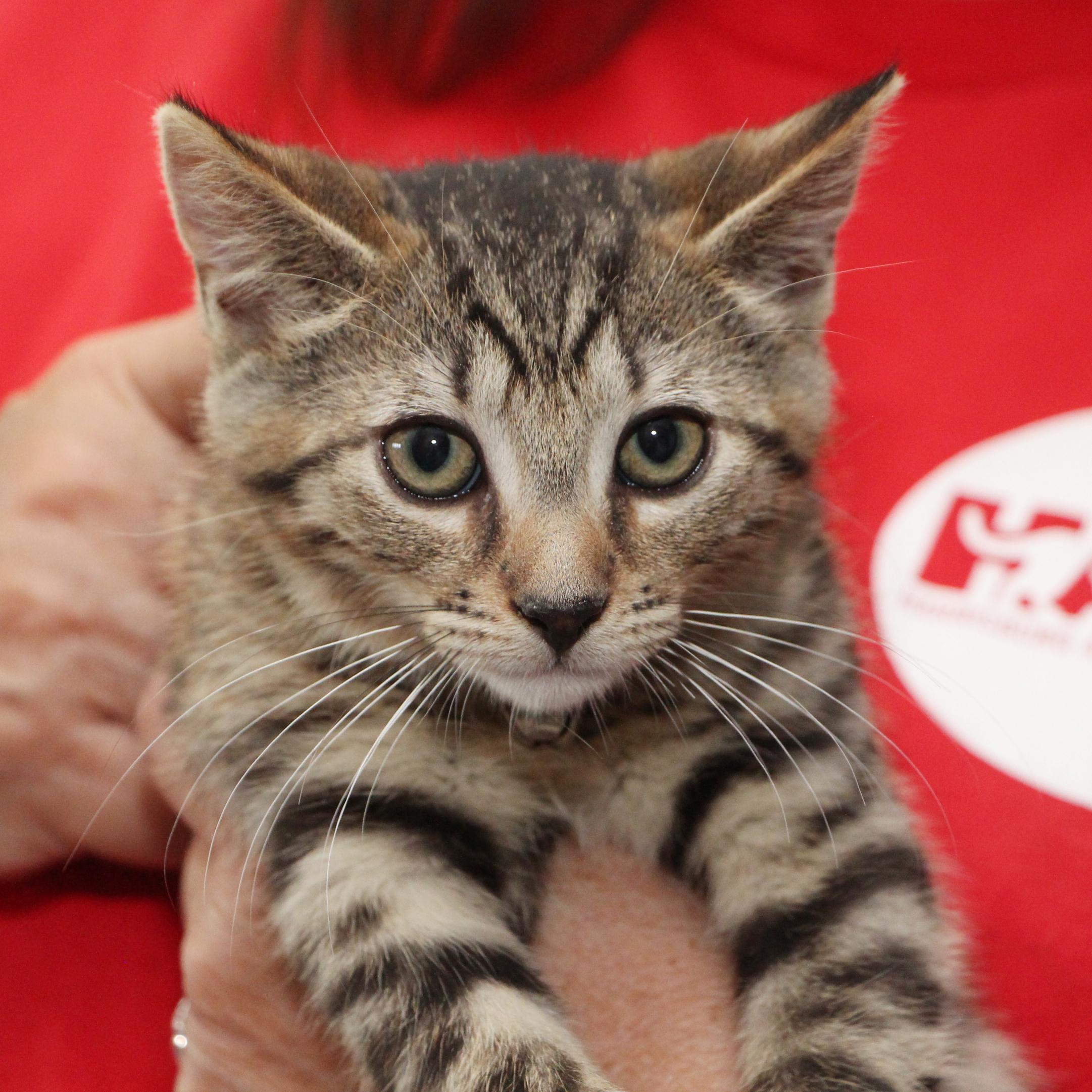 Tessa, Adoptable, Kitten Female Tabby & Domestic Short Hair.