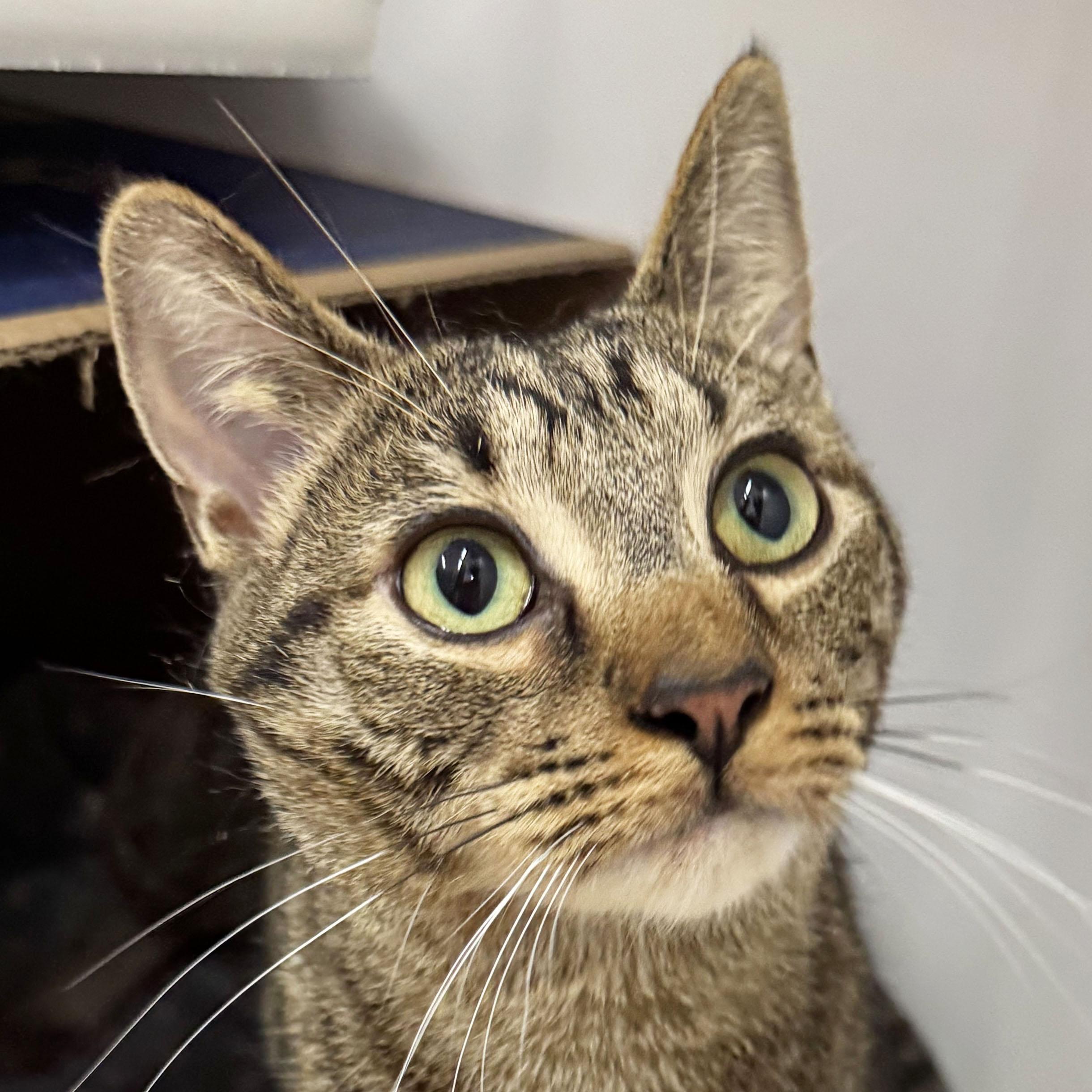 Enlarge Tessa - Meet me at Pet Supplies Plus, a Adoptable mixed breed in Harrisburg, PA image 1/6