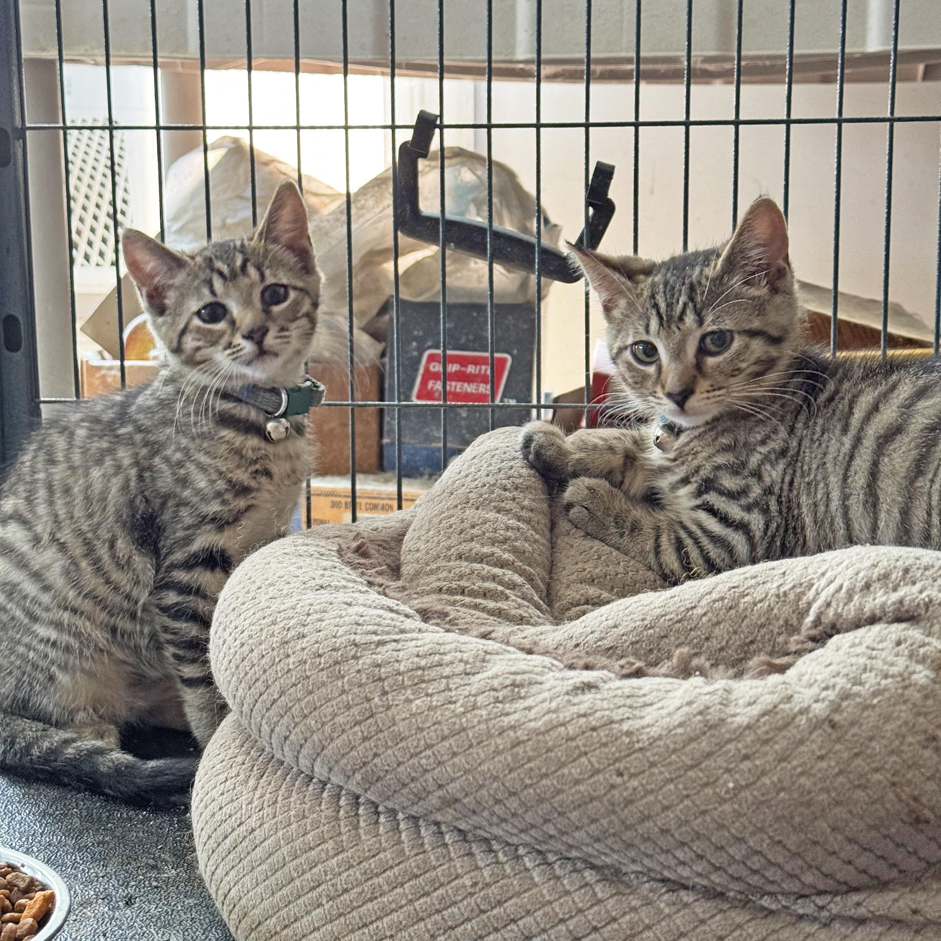 Enlarge Tessa, a Adoptable mixed breed in Harrisburg, PA image 3/6