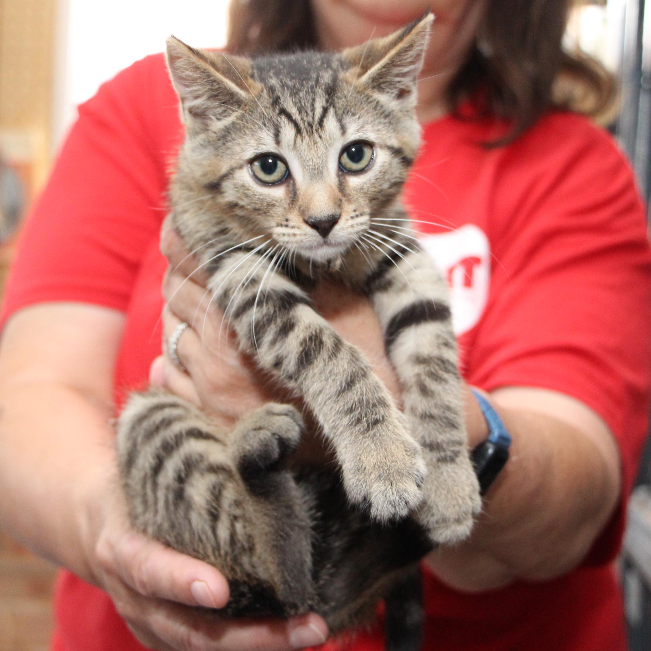 Enlarge Tessa, a Adoptable mixed breed in Harrisburg, PA image 2/6