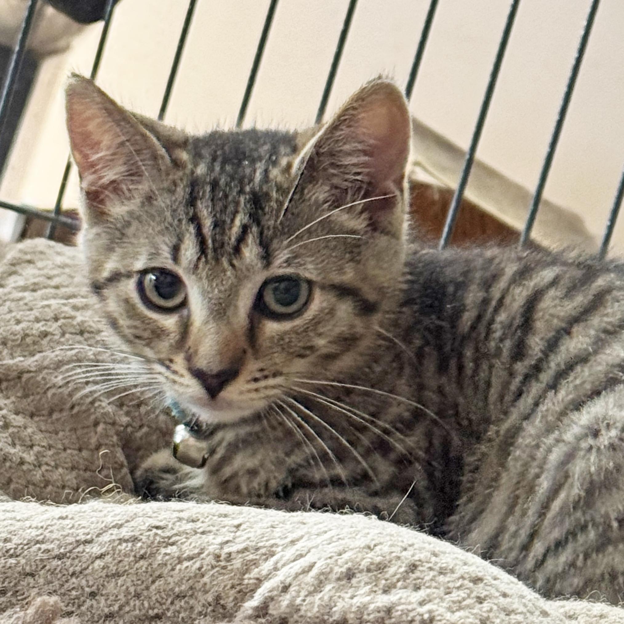 Enlarge Tessa, a Adoptable mixed breed in Harrisburg, PA image 6/6