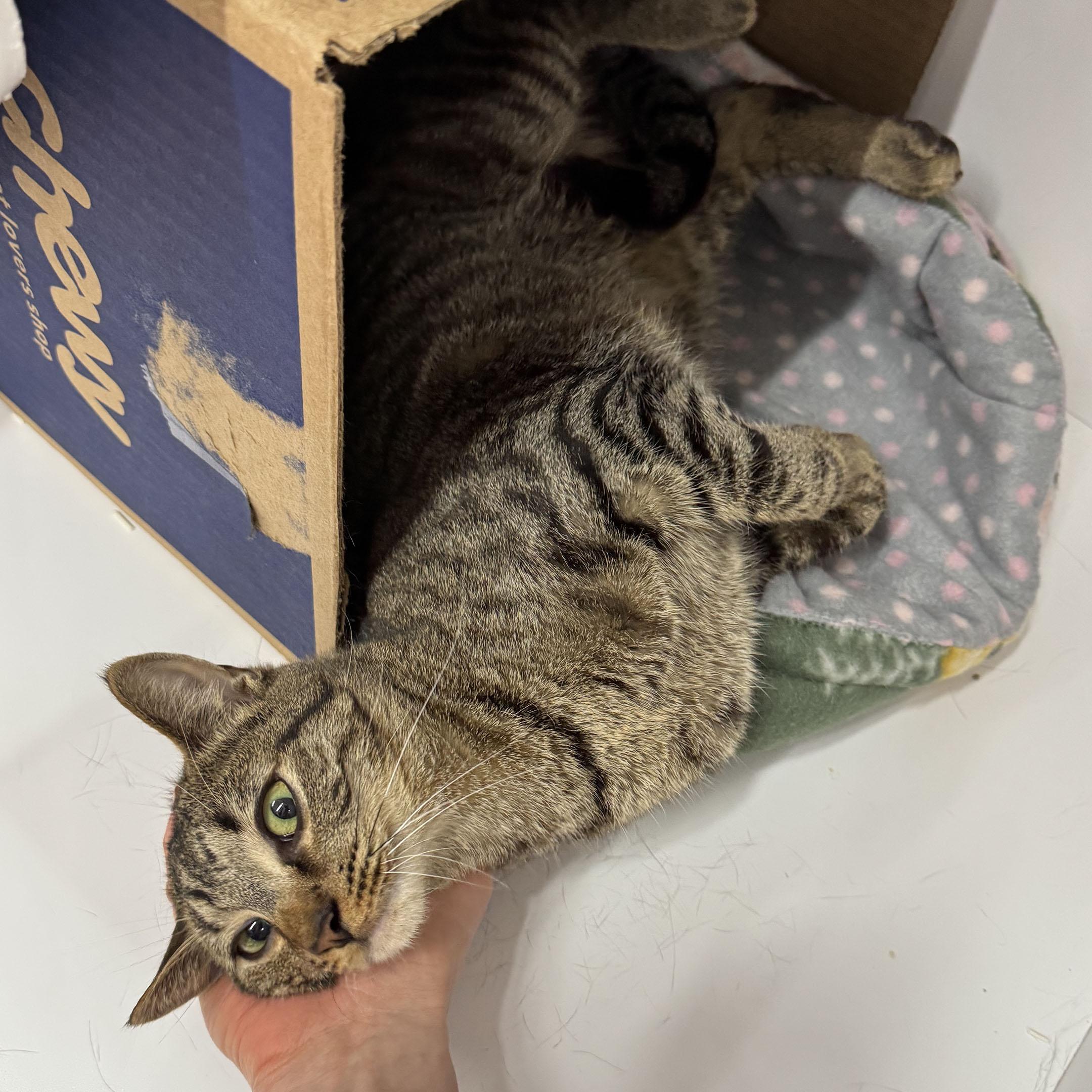 Enlarge Tessa - Meet me at Pet Supplies Plus, a Adoptable mixed breed in Harrisburg, PA image 3/6
