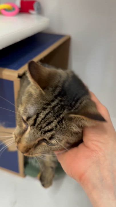 Enlarge Tessa - Meet me at Pet Supplies Plus, a Adoptable mixed breed in Harrisburg, PA video 6/6