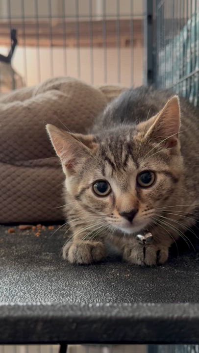 Enlarge Tessa, a Adoptable mixed breed in Harrisburg, PA video 4/6