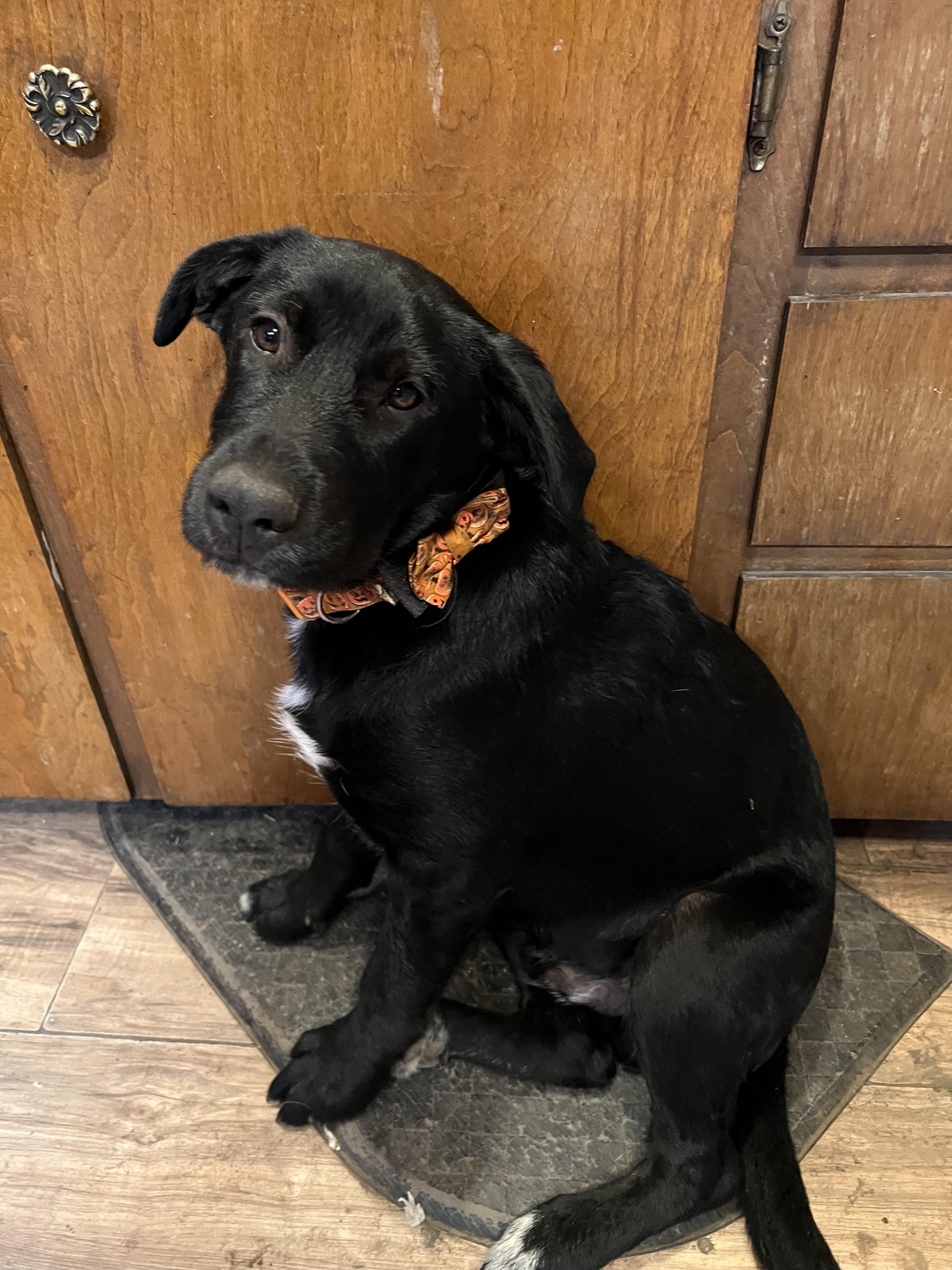 Enlarge Bruno, an adoptable Wirehaired Terrier in Klamath Falls, OR image 1/3