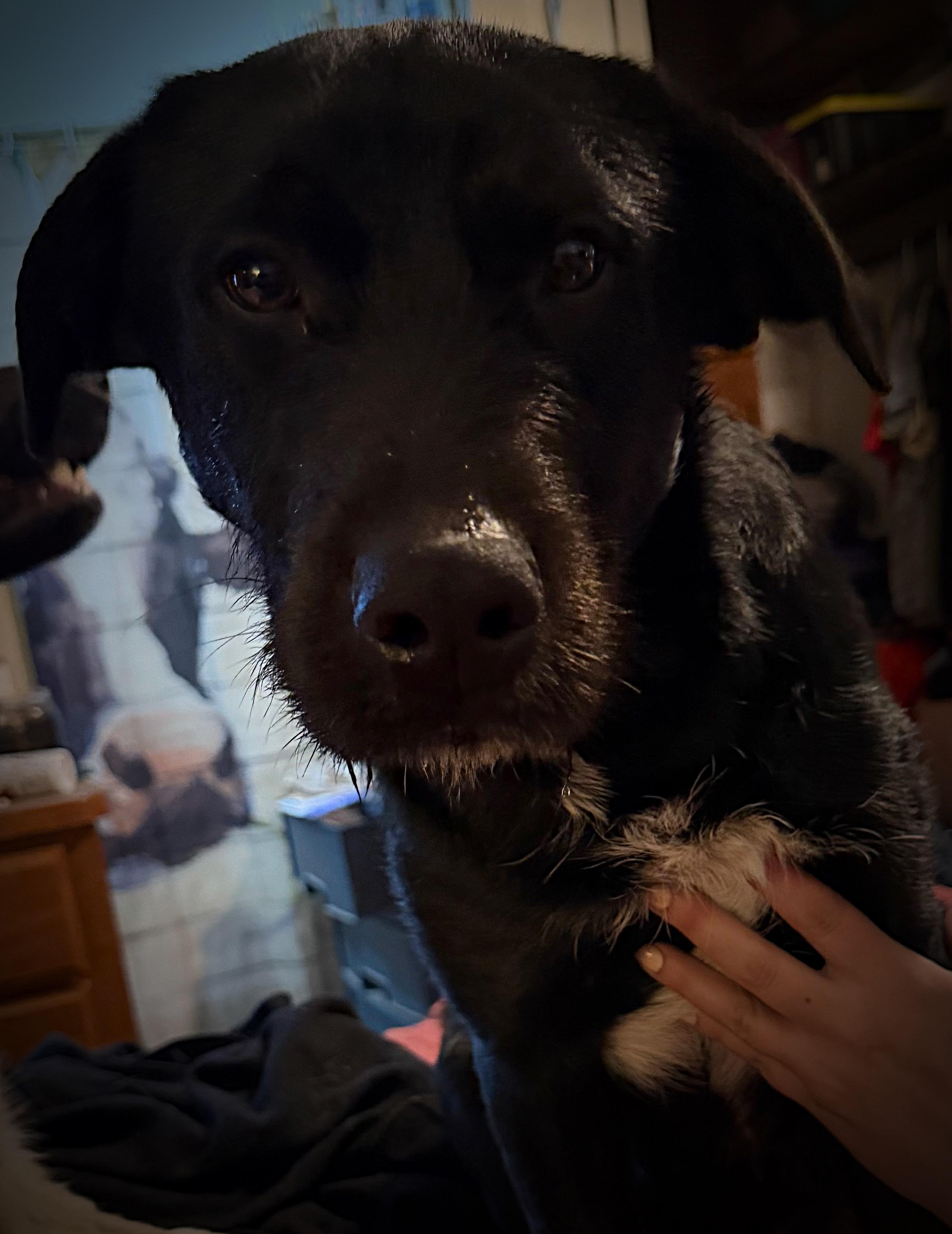 Enlarge Bruno, an adoptable Wirehaired Terrier in Klamath Falls, OR image 2/3