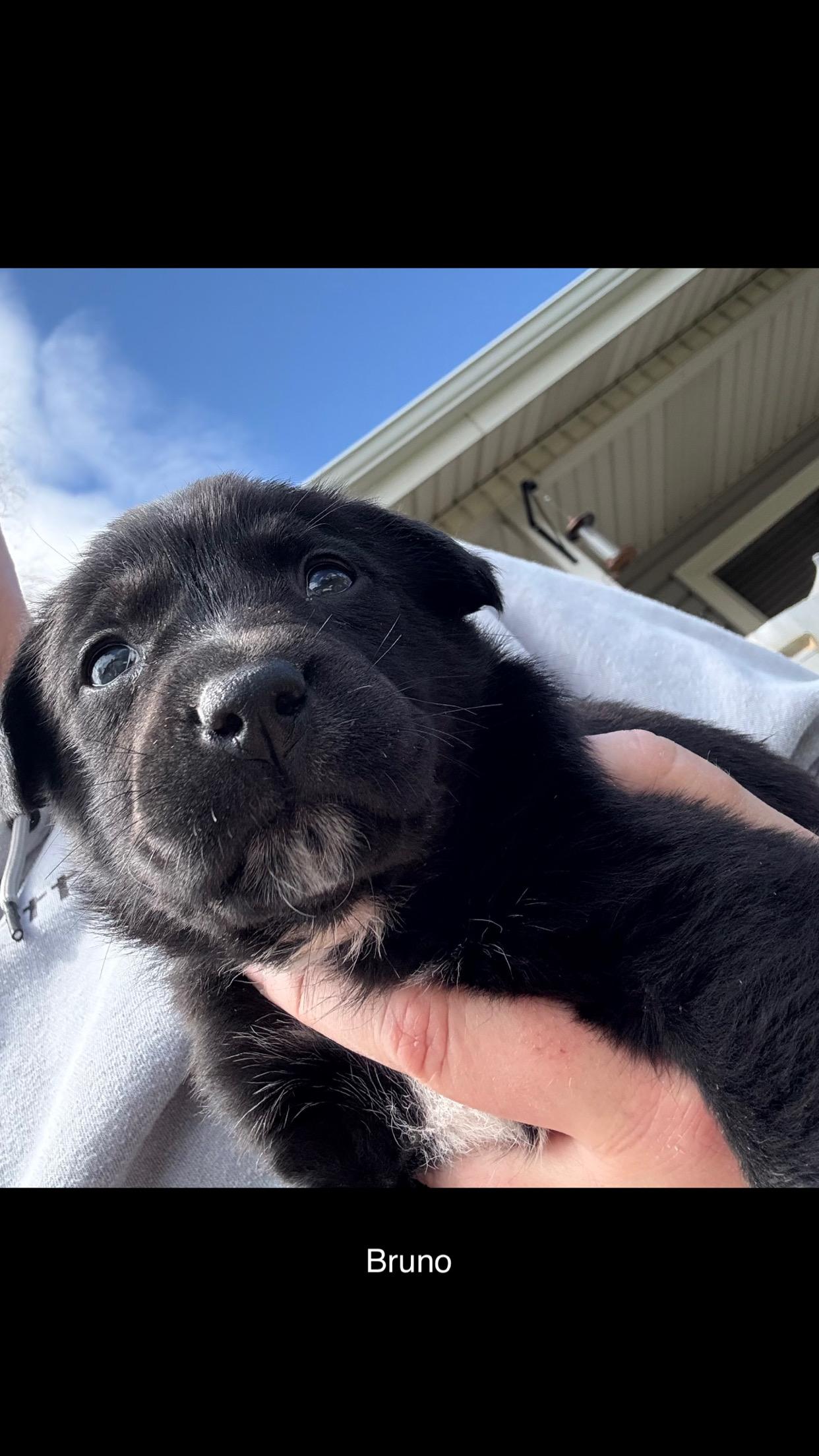 Enlarge Bruno, an adoptable Wirehaired Terrier in Klamath Falls, OR image 3/3