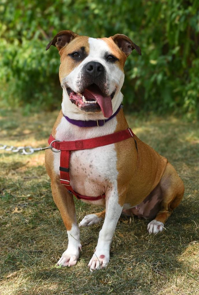 Milato, Adoptable, Adult Female American Staffordshire Terrier.