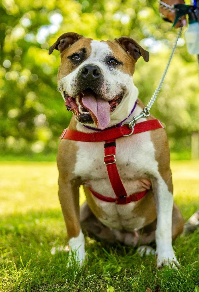 Enlarge Milato, a Adoptable American Staffordshire Terrier in Ewing, NJ image 2/5