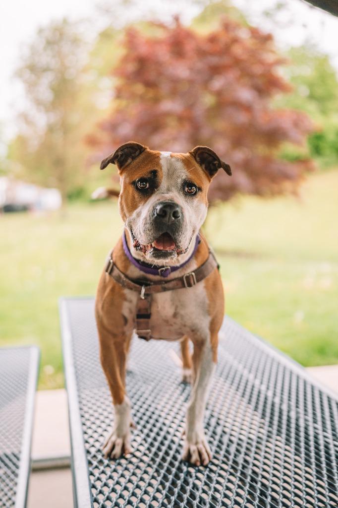 Enlarge Milato, a Adoptable American Staffordshire Terrier in Ewing, NJ image 3/5