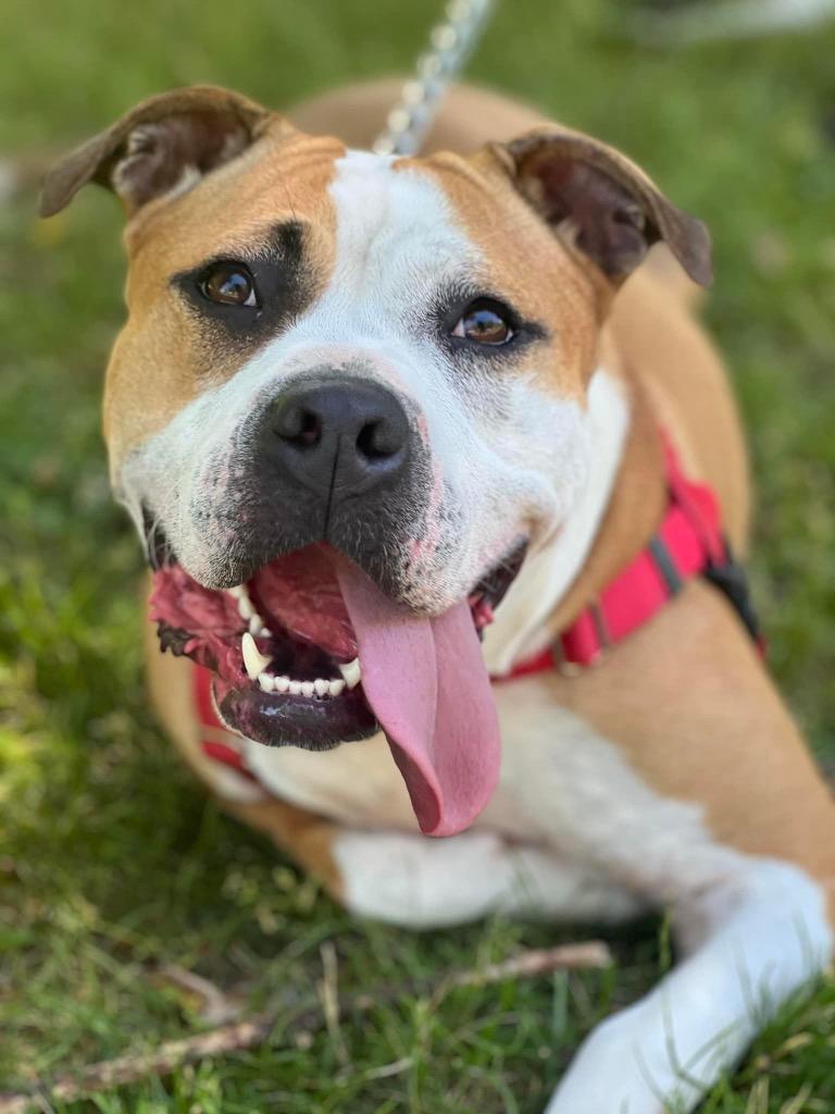 Enlarge Milato, a Adoptable American Staffordshire Terrier in Ewing, NJ image 1/4