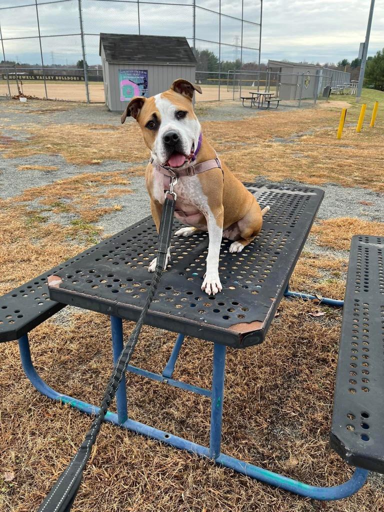 Milato, a Adoptable American Staffordshire Terrier in Ewing, NJ image 4/6