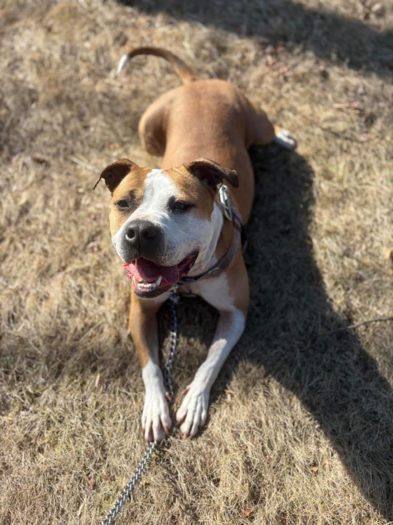 Milato, a Adoptable American Staffordshire Terrier in Ewing, NJ image 5/6