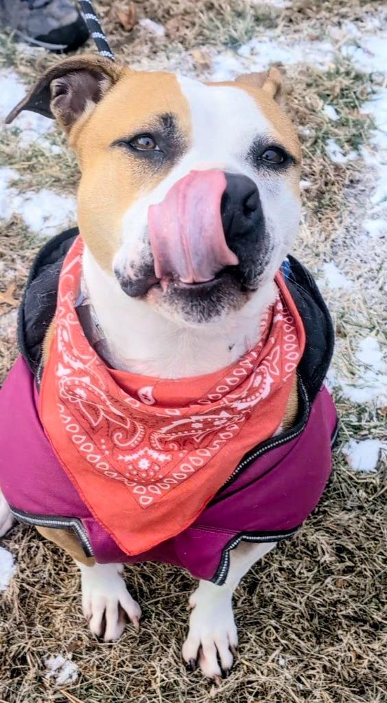 Enlarge Milato, a Adoptable American Staffordshire Terrier in Ewing, NJ image 3/4