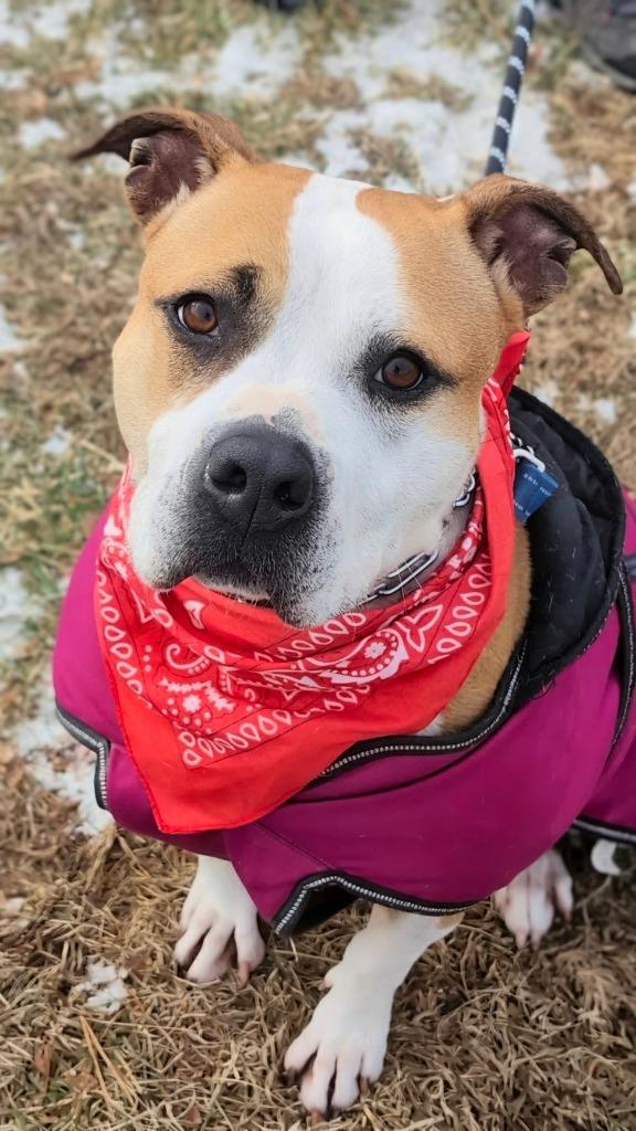 Enlarge Milato, a Adoptable American Staffordshire Terrier in Ewing, NJ image 4/4