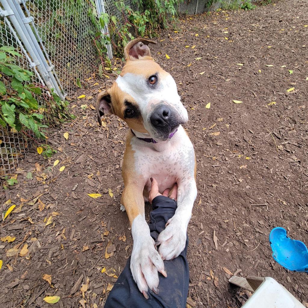 Milato, a Adoptable American Staffordshire Terrier in Ewing, NJ image 6/6