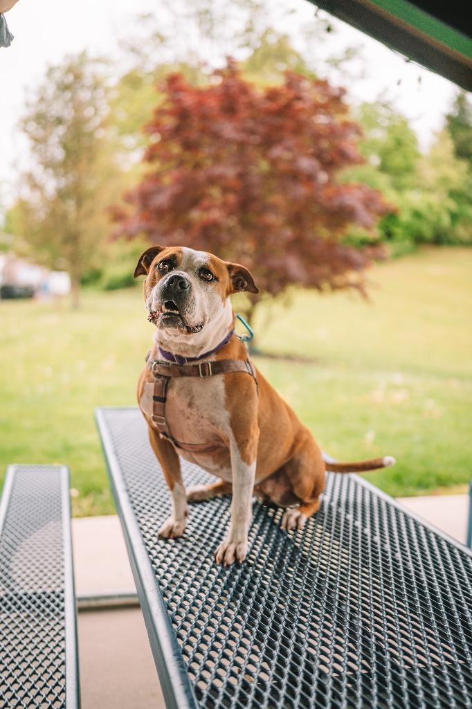 Enlarge Milato, a Adoptable American Staffordshire Terrier in Ewing, NJ image 4/5