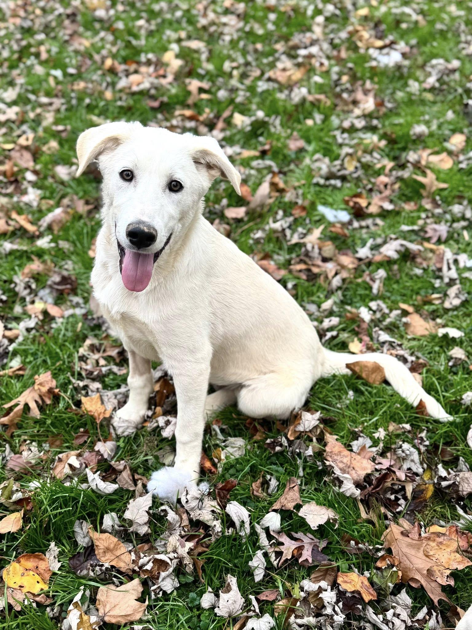 Enlarge Apocalypse, an adopted Mixed Breed in Nottingham, MD image 1/2