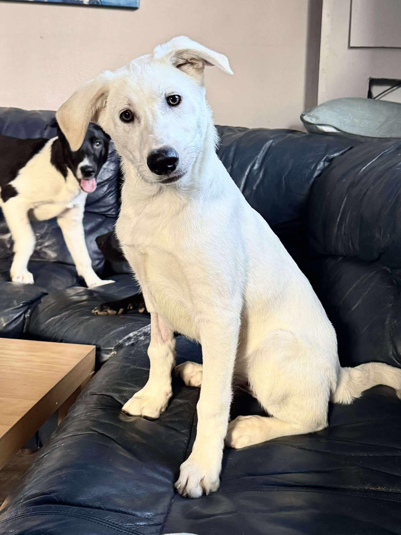 Enlarge Apocalypse, an adopted Mixed Breed in Nottingham, MD image 2/2