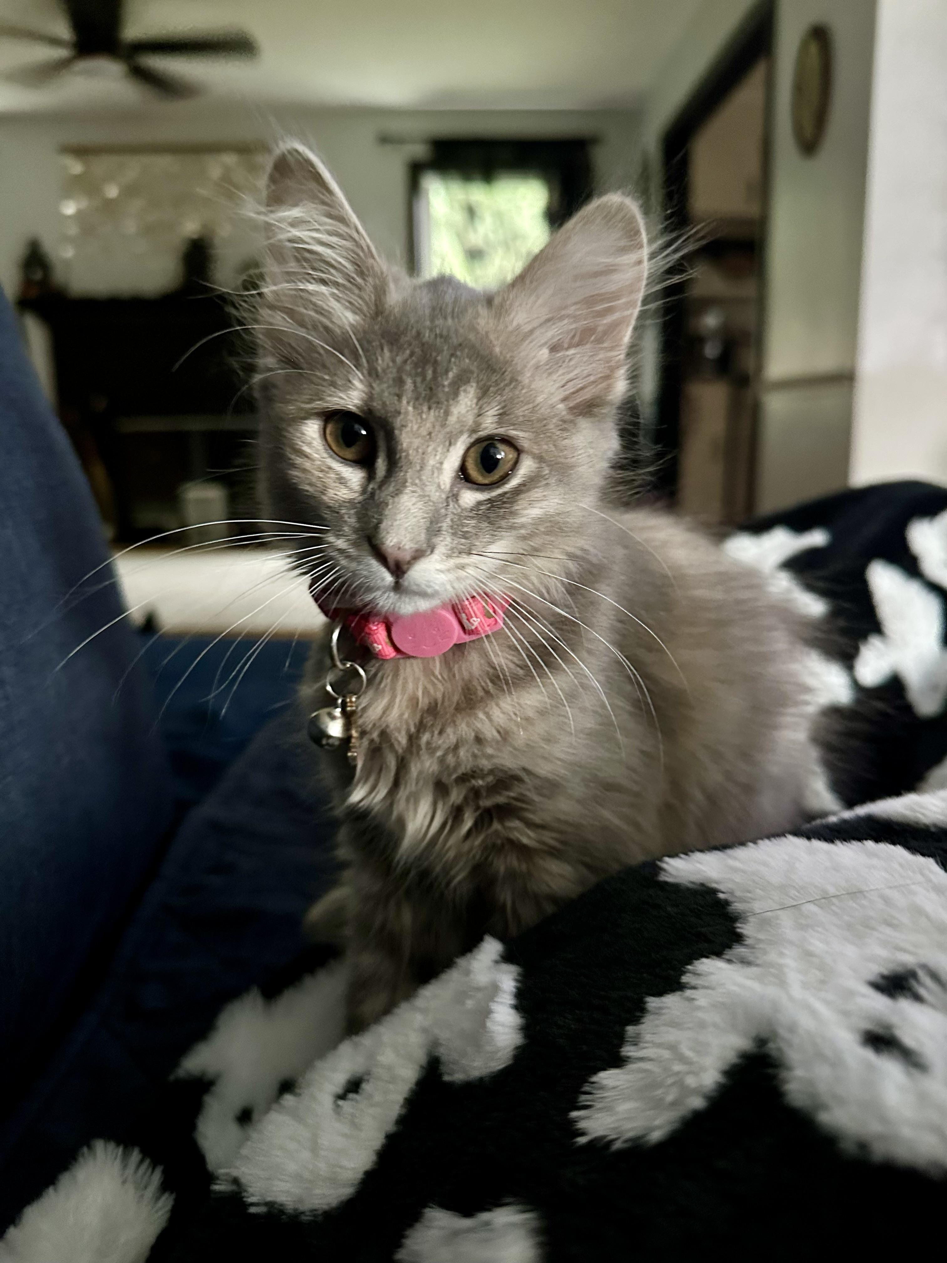 Georgette, Adoptable, Young Female Domestic Medium Hair.