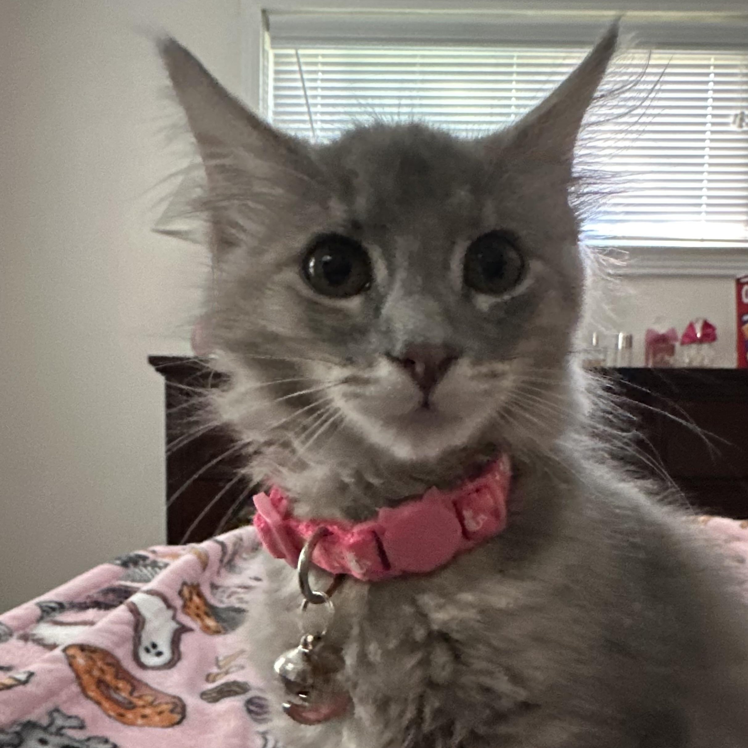 Enlarge Georgette, a Adoptable Domestic Medium Hair in Midlothian, VA image 2/4