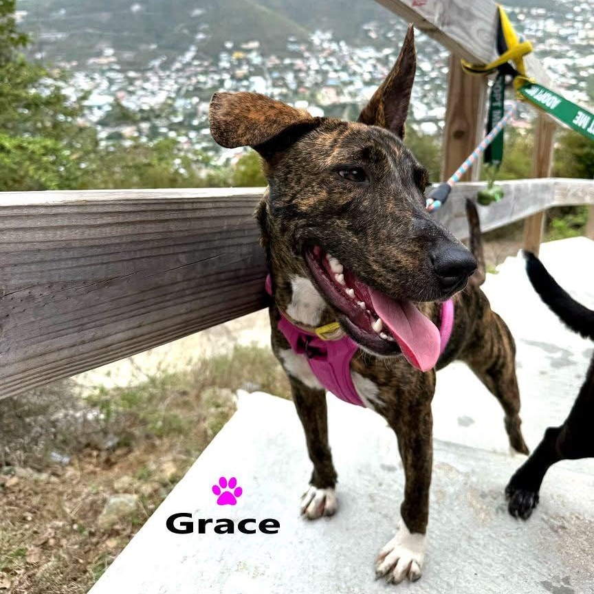 Enlarge Grace, a Adoptable Mixed Breed in Thornhill, ON image 3/6