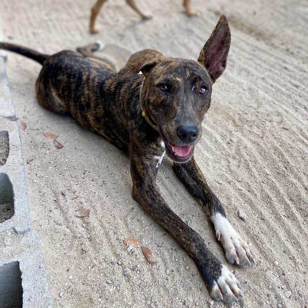 Enlarge Grace, a Adoptable Mixed Breed in Thornhill, ON image 1/6