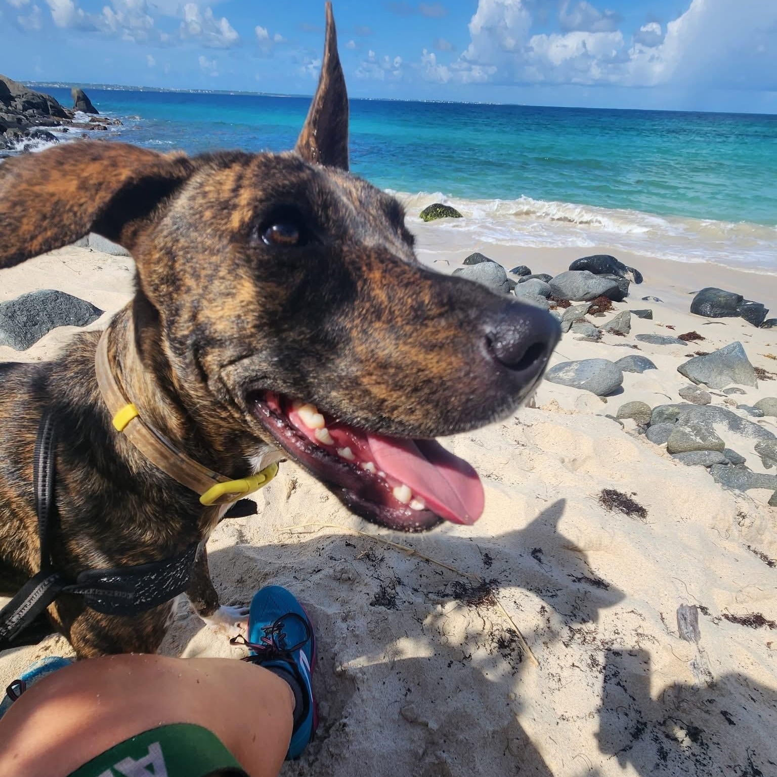 Enlarge Grace, a Adoptable Mixed Breed in Thornhill, ON image 4/6