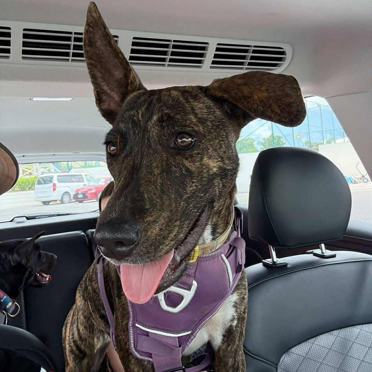 Enlarge Grace, a Adoptable Mixed Breed in Thornhill, ON image 6/6