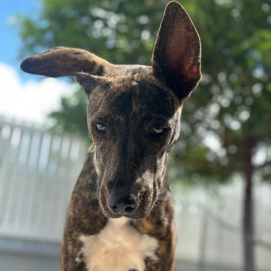 Enlarge Grace, a Adoptable Mixed Breed in Thornhill, ON image 2/6