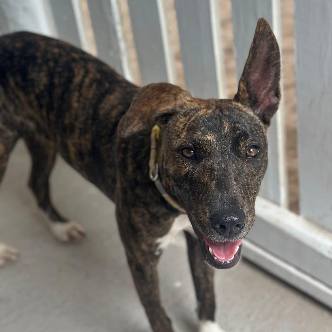 Enlarge Grace, a Adoptable Mixed Breed in Thornhill, ON image 5/6