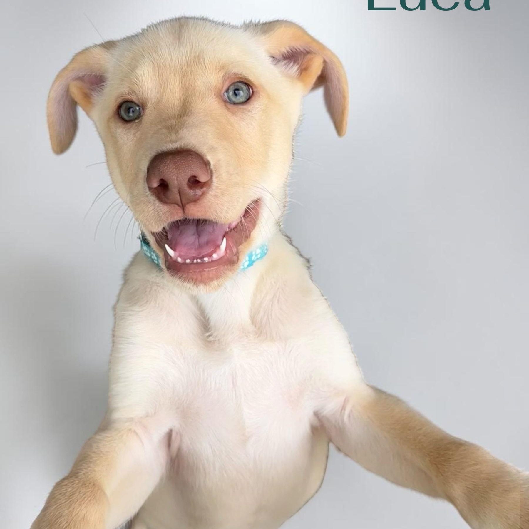 Luca, a ADOPTABLE mixed breed in Hatfield, PA image 2/4