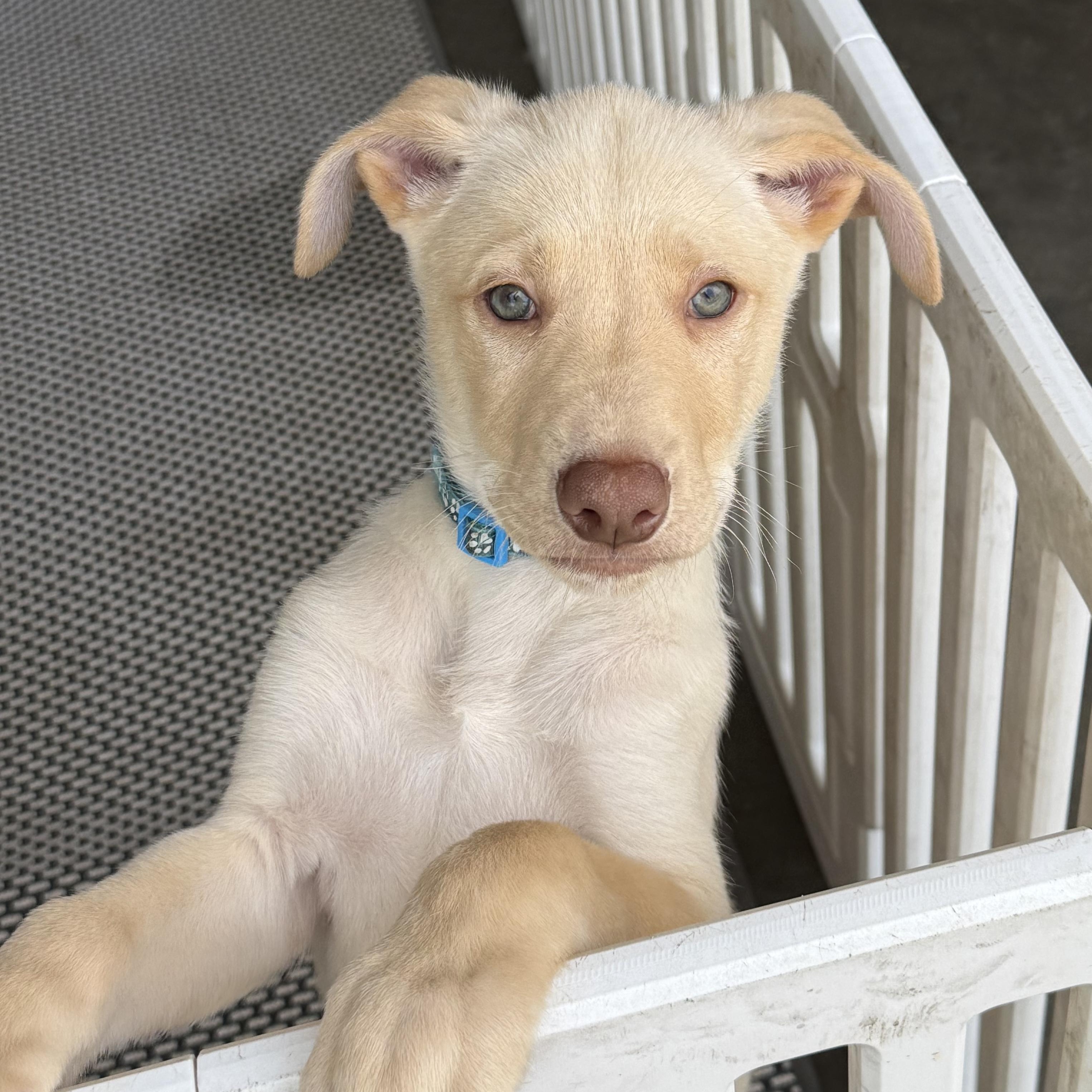Luca, a ADOPTABLE mixed breed in Hatfield, PA image 3/4