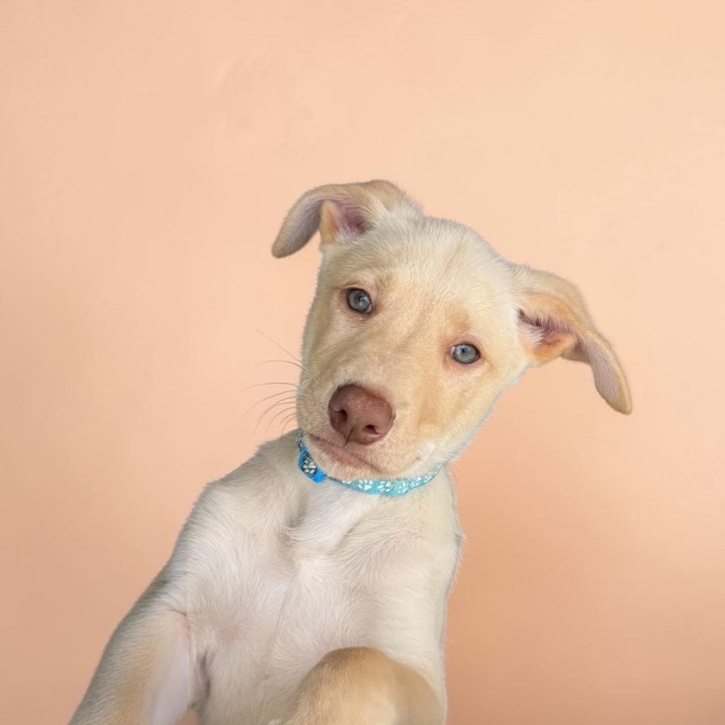 Luca, ADOPTABLE, Puppy Male Labrador Retriever & Husky.
