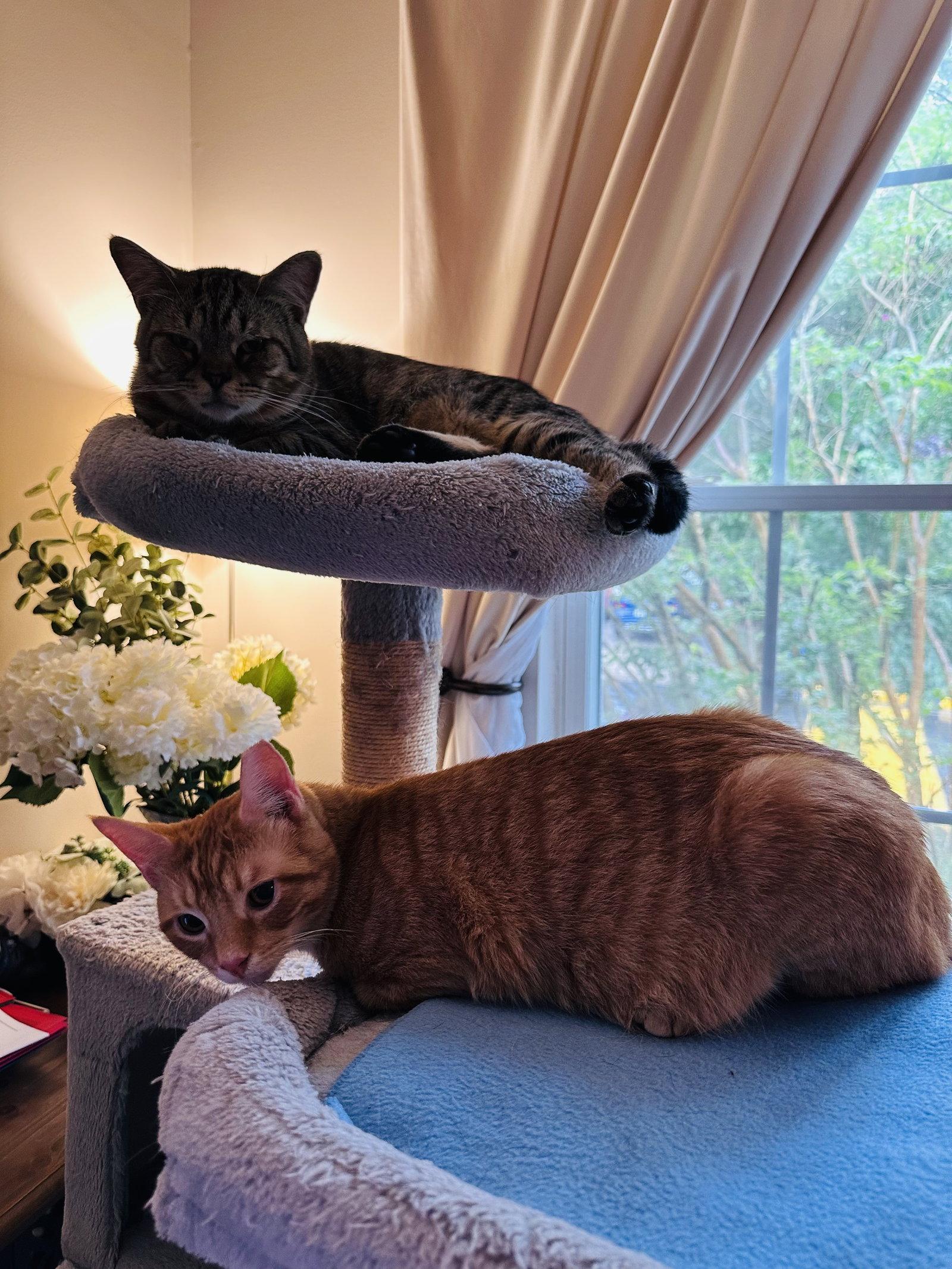 Enlarge Winston & Puck *BONDED*, a Adoptable Domestic Short Hair in Herndon, VA image 1/3