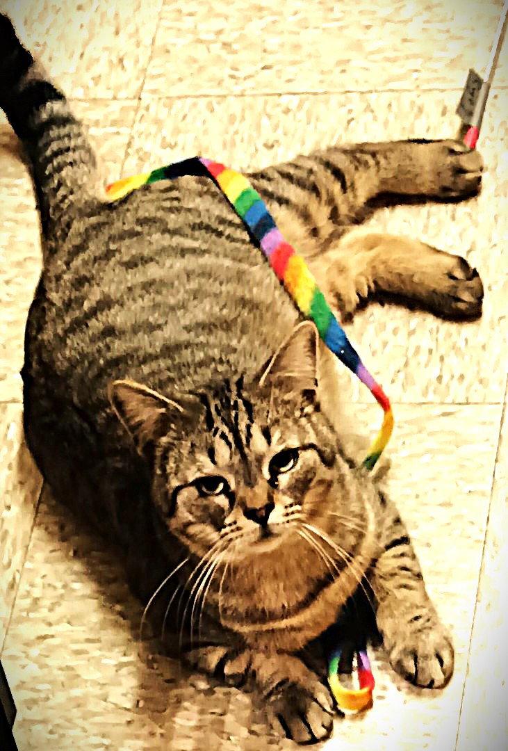 Enlarge Winston & Puck *BONDED*, a Adoptable Domestic Short Hair in Herndon, VA image 2/3