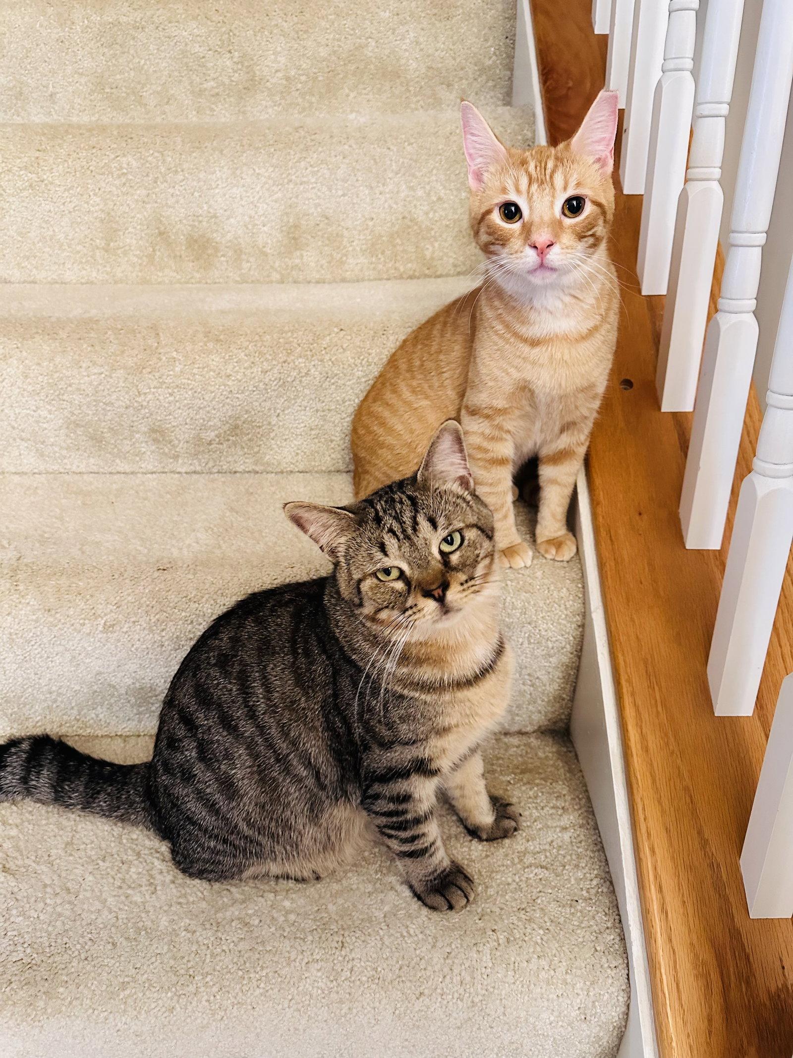 Enlarge Winston & Puck *BONDED*, a Adoptable Domestic Short Hair in Herndon, VA image 3/3