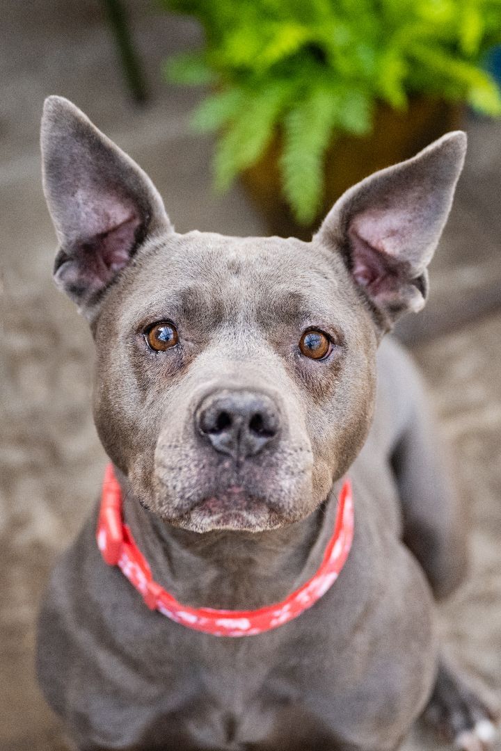 Enlarge Blue - Medical, a Adoptable American Staffordshire Terrier in White Bear Lake, MN image 2/6