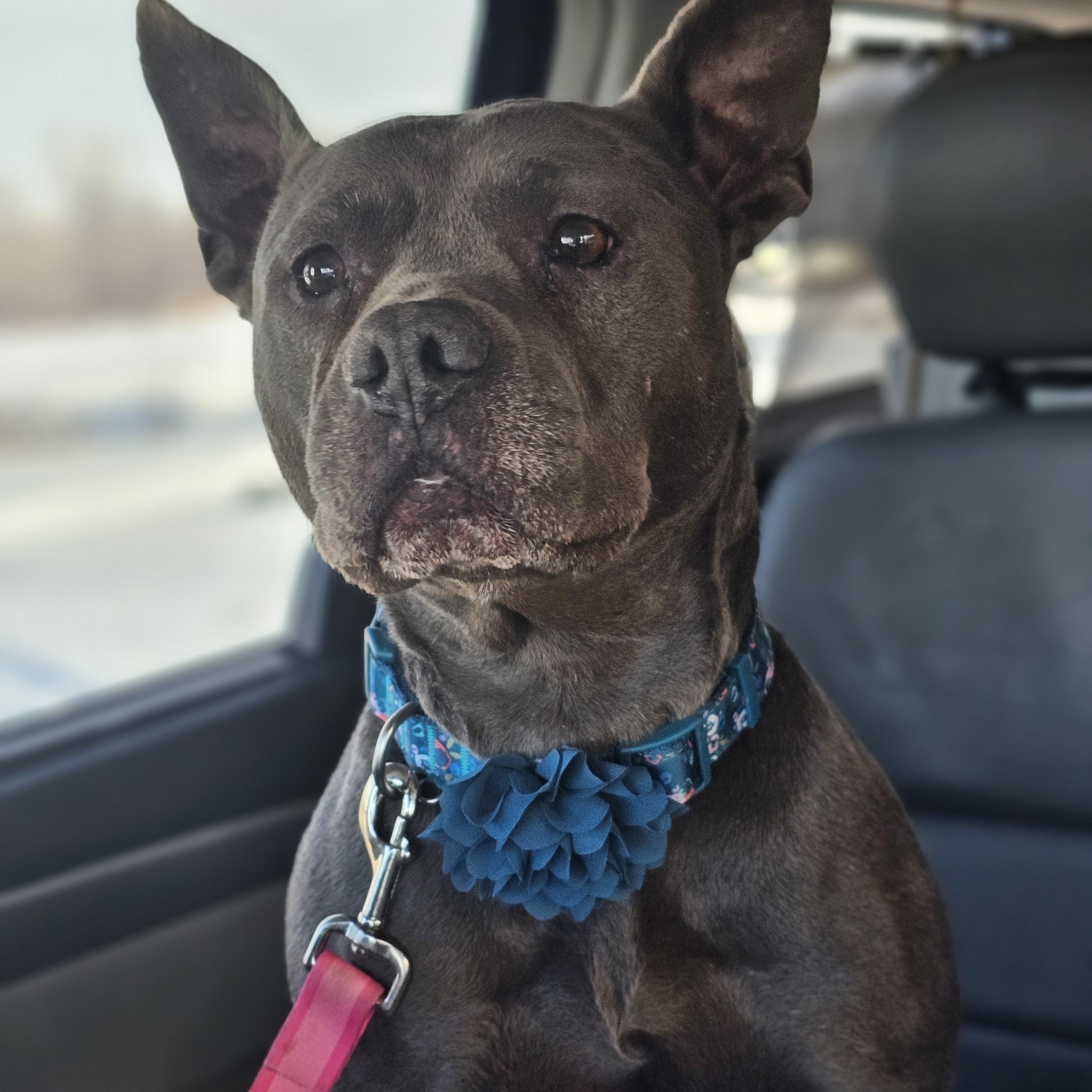 Enlarge Blue - Medical, a Adoptable American Staffordshire Terrier in White Bear Lake, MN image 3/6