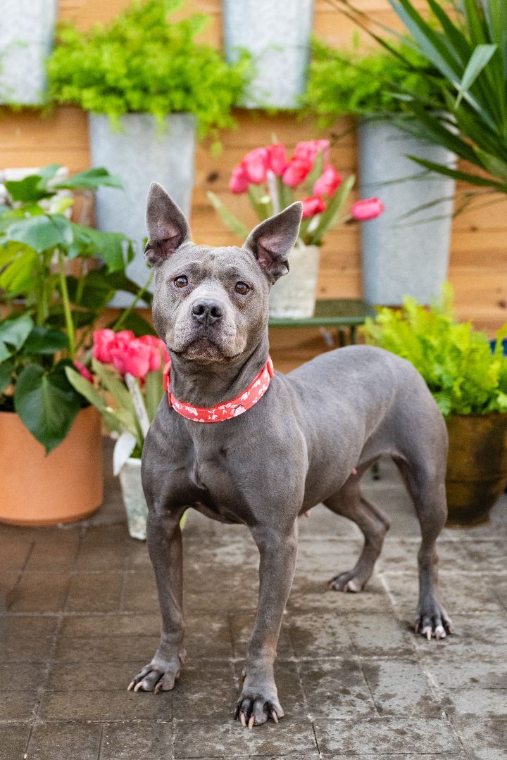 Enlarge Blue - Medical, a Adoptable American Staffordshire Terrier in White Bear Lake, MN image 4/6