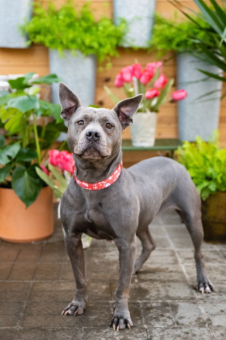 Blue - Medical, an adoptable American Staffordshire Terrier in White Bear Lake, MN, 55110 | Photo Image 2