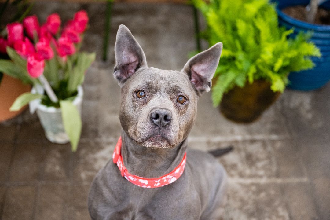 Blue - Medical, an adoptable American Staffordshire Terrier in White Bear Lake, MN, 55110 | Photo Image 3