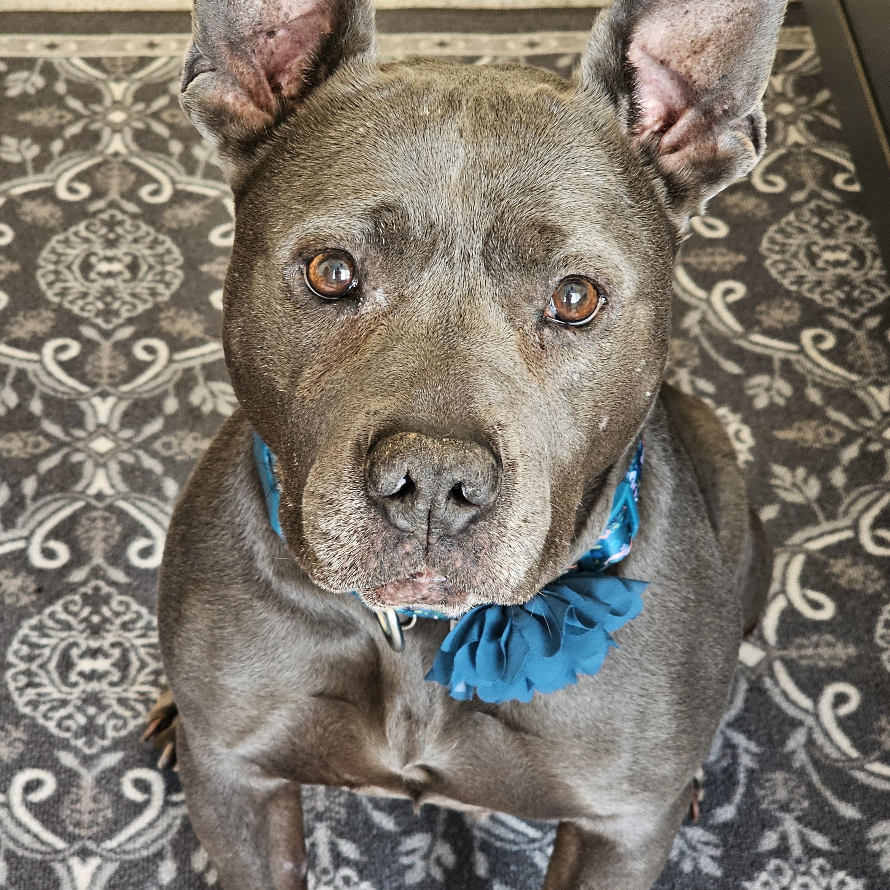 Enlarge Blue - Medical, a Adoptable American Staffordshire Terrier in White Bear Lake, MN image 1/6