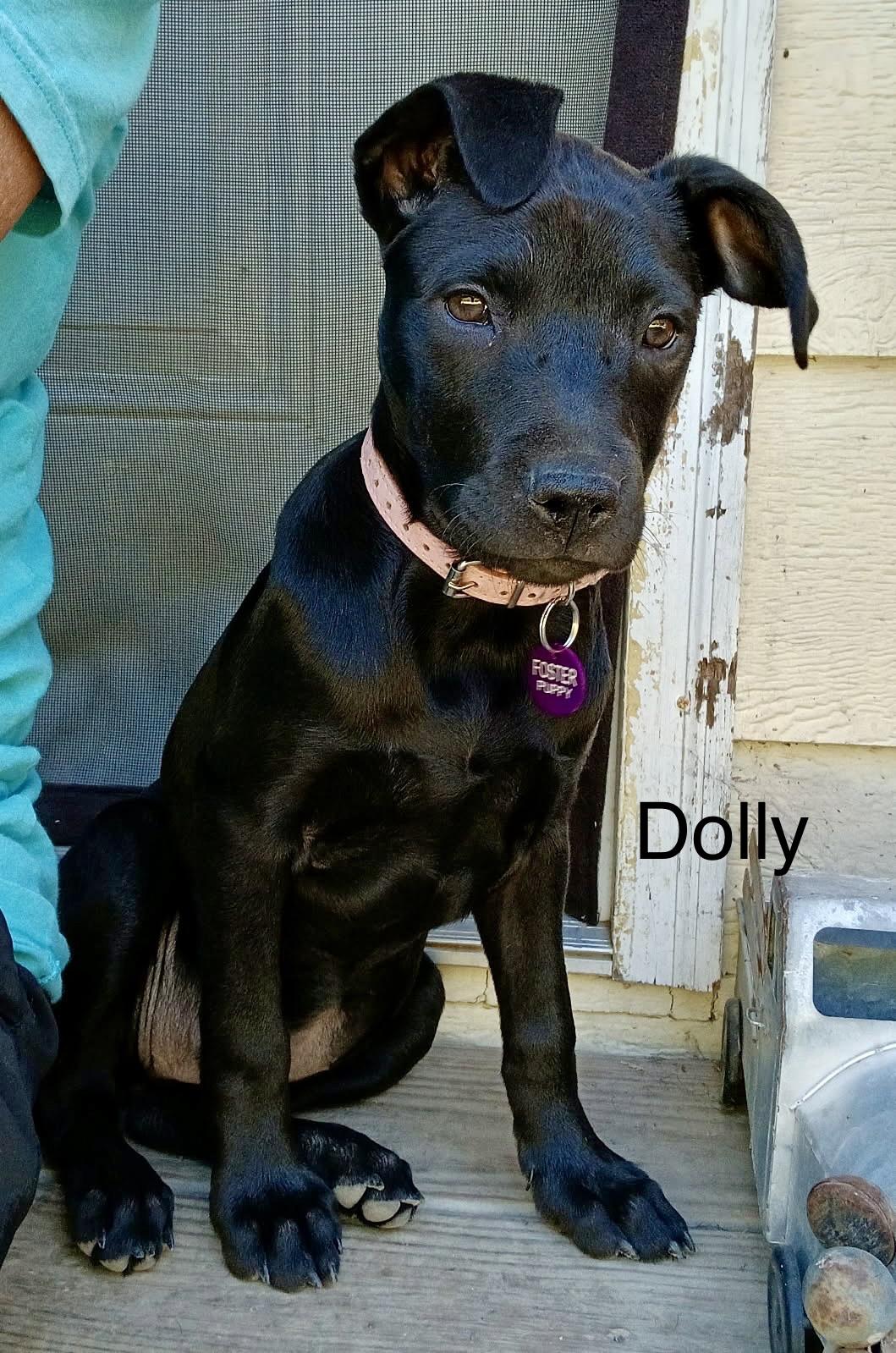 Enlarge Dolly (Dresden #5), an adoptable mixed breed in Mount Juliet, TN image 2/6