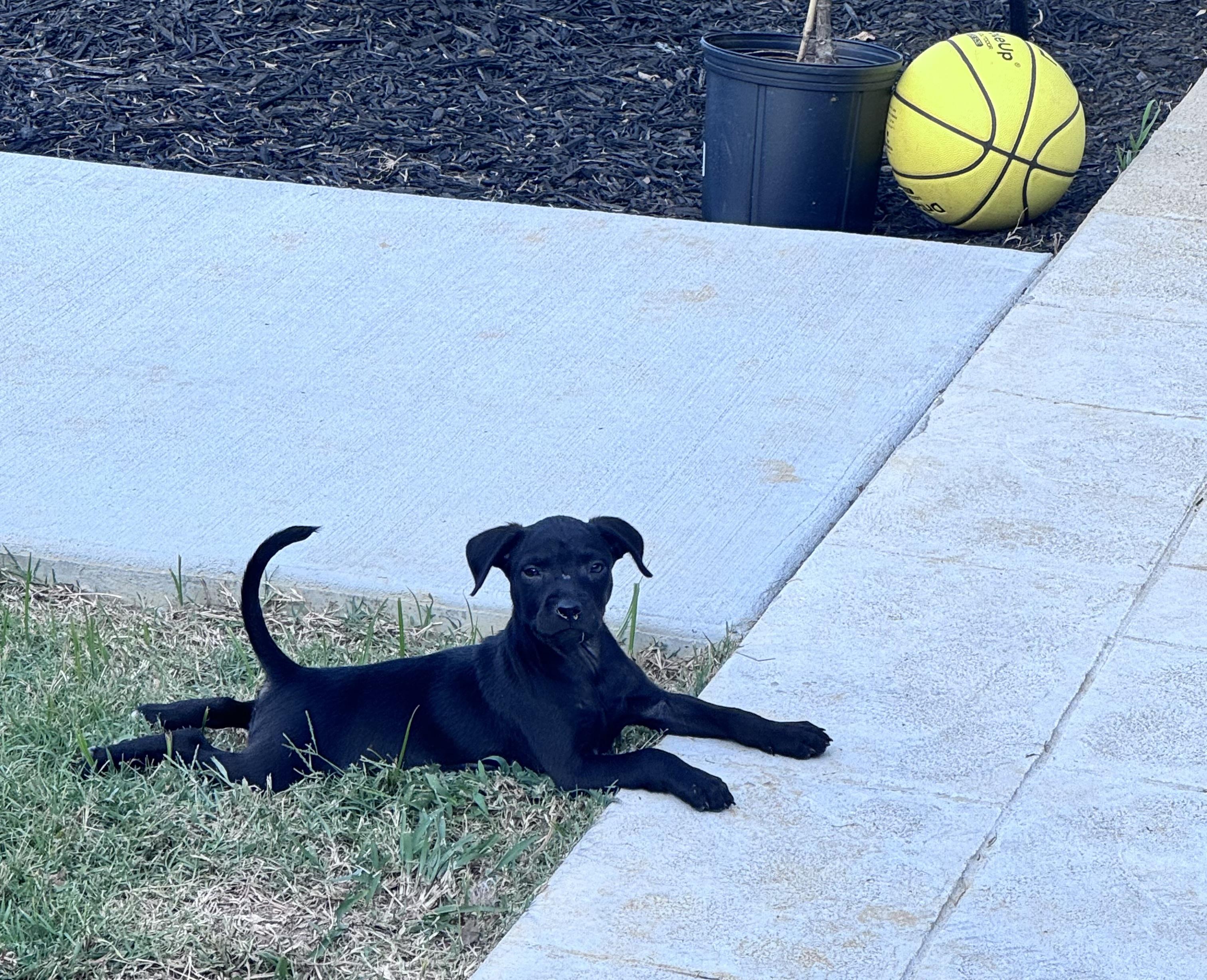 Enlarge Dolly (Dresden #5), an adoptable mixed breed in Mount Juliet, TN image 4/6