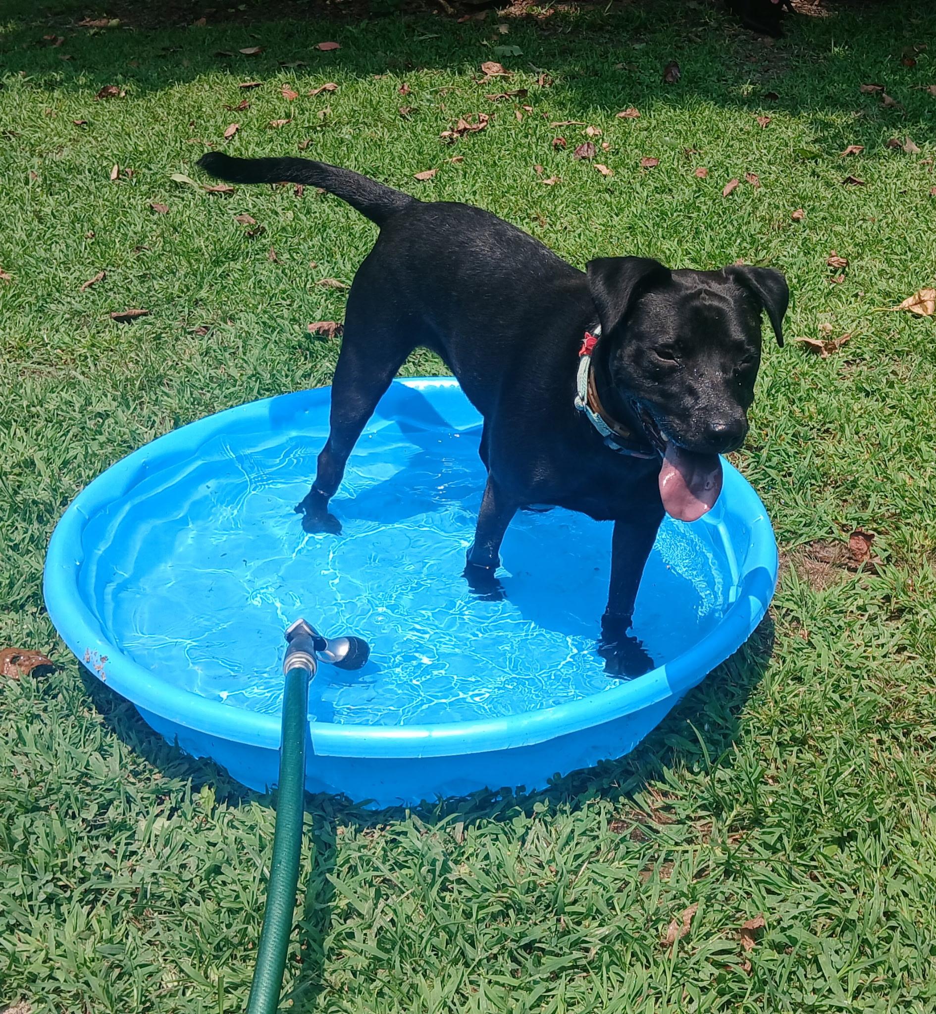 Dolly (Dresden #5), adoptable, Young Female Black Labrador Retriever & Black Labrador Retriever.