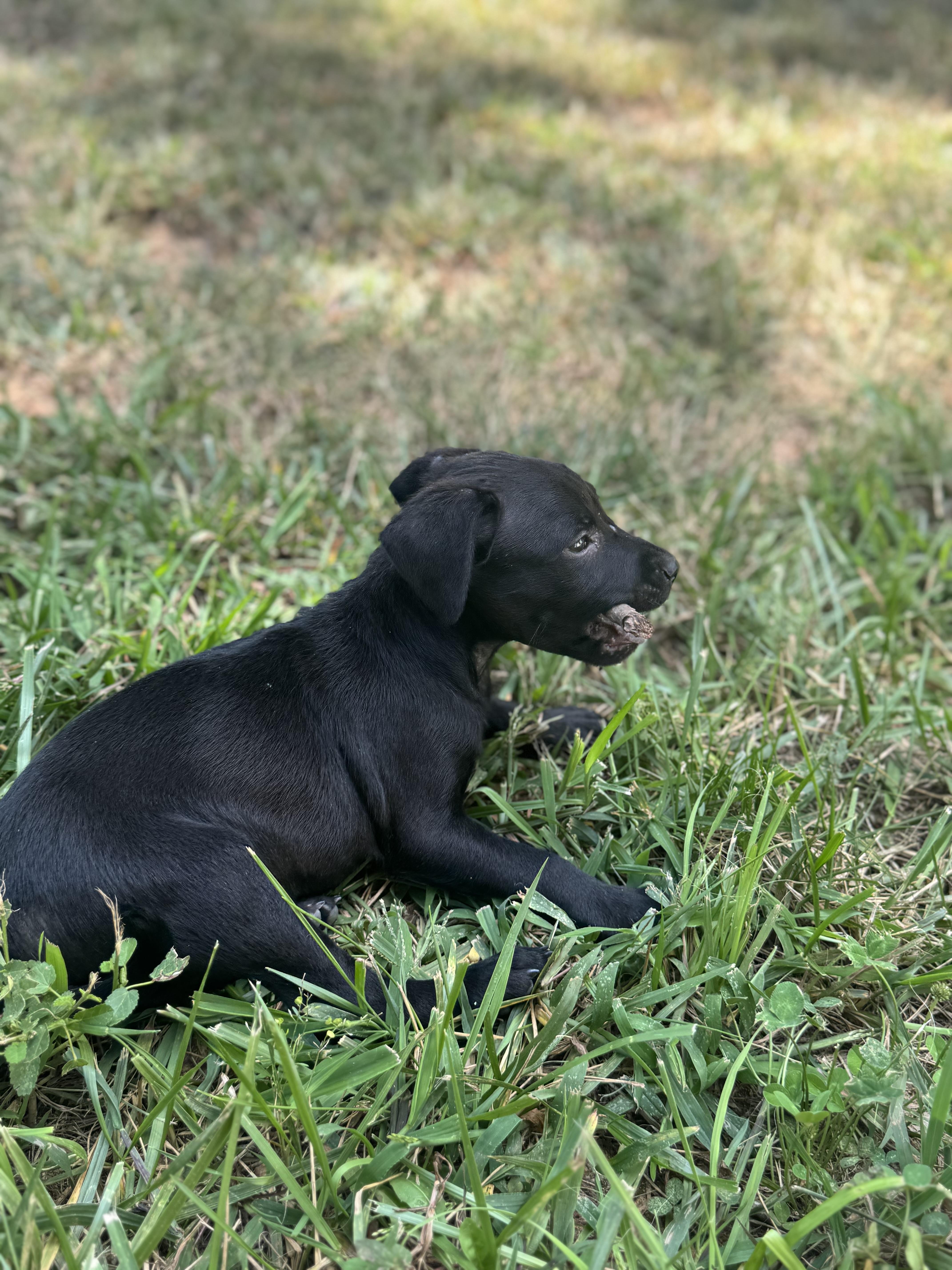 Enlarge Dolly (Dresden #5), an adoptable mixed breed in Mount Juliet, TN image 5/6