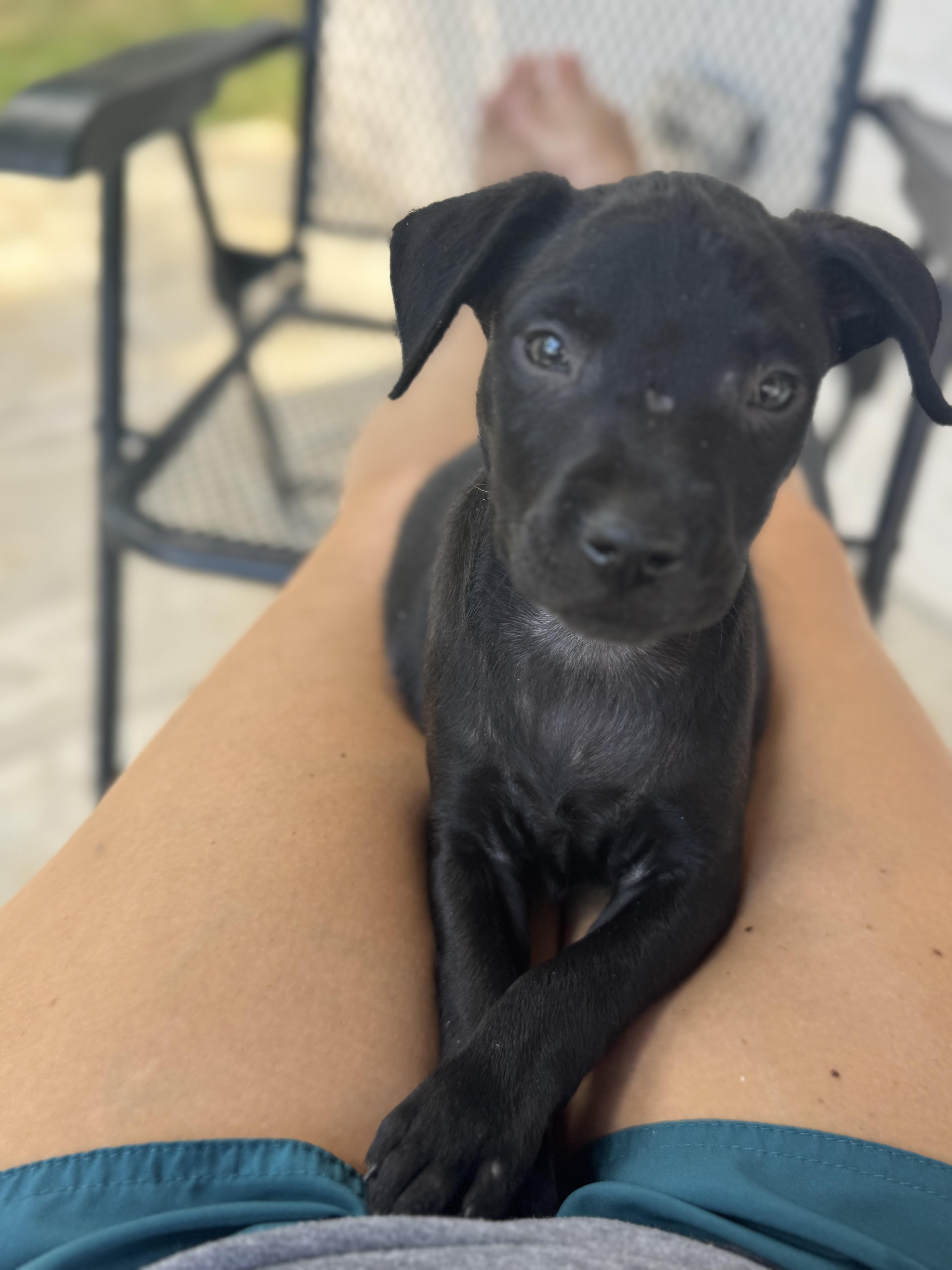 Enlarge Dolly (Dresden #5), an adoptable mixed breed in Mount Juliet, TN image 6/6