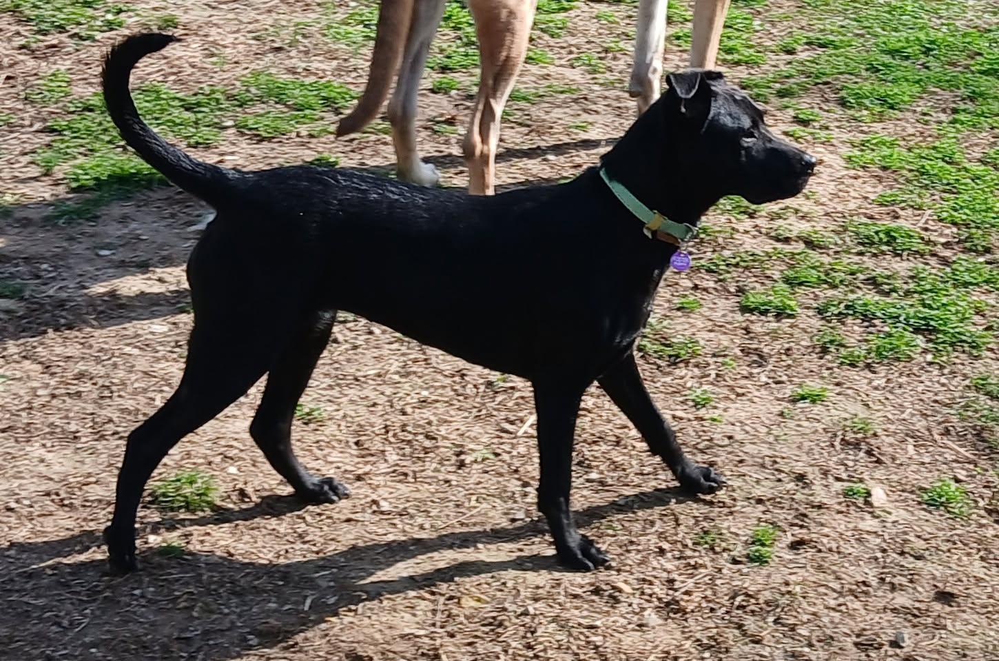 Dolly (Dresden #5), adoptable, Young Female Black Labrador Retriever & Black Labrador Retriever.